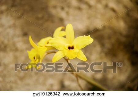 Close-up of orchids View Large Photo Image Stock Image - Close-up of orchids. Fotosearch