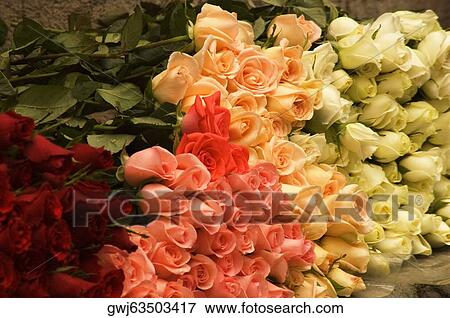 Close-up of roses View Large Photo Image Stock Photo - Close-up of roses. Fotosearch