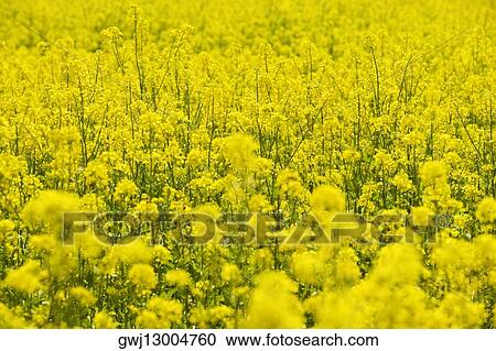 Close-up of yellow flowers in a field, Czech Republic View Large Photo Image Stock Image - Close-up of yellow flowers in a field, Czech Republic. Fotosearch