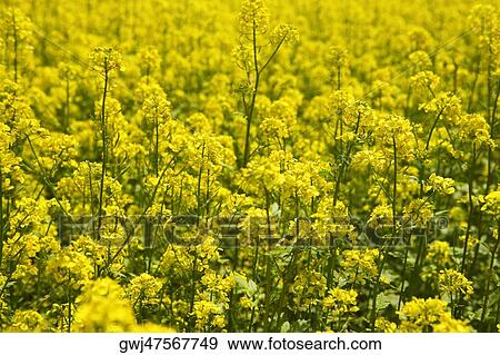 Close-up of yellow flowers in a field, Czech Republic View Large Photo Image Stock Photo - Close-up of yellow flowers in a field, Czech Republic. Fotosearch