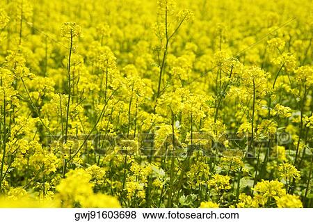 Close-up of yellow flowers in a field, Czech Republic View Large Photo Image Stock Photo - Close-up of yellow flowers in a field, Czech Republic. Fotosearch