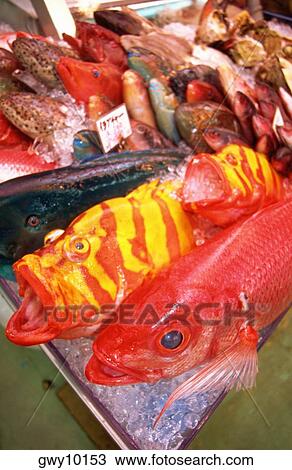 Colorful fish in a fish market, Naha, Okinawa, Japan View Large Photo Image Stock Image - Colorful fish in a fish market, Naha, Okinawa, Japan. Fotosearch