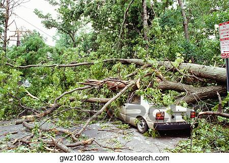 Fallen tree on a car, Washington DC, USA View Large Photo Image Stock Image - Fallen tree on a car, Washington DC, USA. Fotosearch