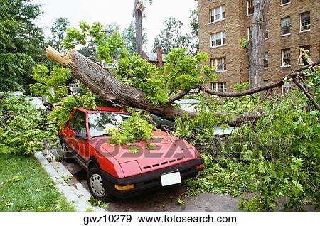 Fallen tree on a car, Washington DC, USA View Large Photo Image Stock Photo - Fallen tree on a car, Washington DC, USA. Fotosearch