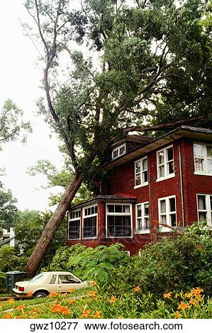 Fallen tree on a house, Washington DC, USA View Large Photo Image Stock Photo - Fallen tree on a house, Washington DC, USA. Fotosearch