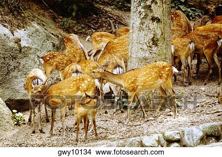 Group of deer near a tree trunk, Tame Deer, Itsukushima Shrine, Miyajima, Japan View Large Photo Image Picture - Group of deer near a tree trunk, Tame Deer, Itsukushima Shrine, Miyajima, Japan. Fotosearch