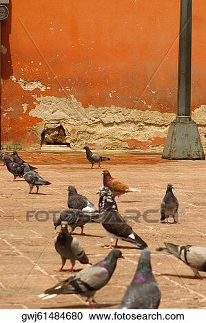 Stock Image - Group of pigeons near a pole, Mexico. Fotosearch