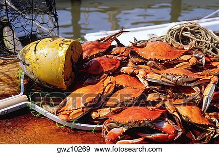 High angle view of crabs, Annapolis, Maryland, USA View Large Photo Image Stock Photo - High angle view of crabs, Annapolis, Maryland, USA. Fotosearch