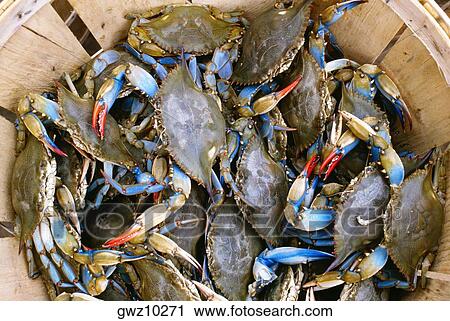 High angle view of crabs in a basket, Annapolis, Maryland, USA View Large Photo Image Stock Image - High angle view of crabs in a basket, Annapolis, Maryland, USA. Fotosearch