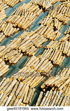 High angle view of logs floating on water, Baltic Sea, Finland View Large Photo Image Stock Photography - High angle view of logs floating on water, Baltic Sea, Finland. Fotosearch