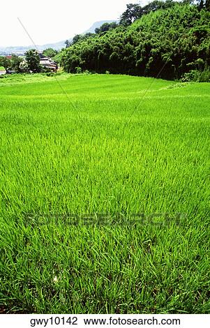 High angle view of rice fields, Takaratsu, Shikoku, Japan View Large Photo Image Stock Image - High angle view of rice fields, Takaratsu, Shikoku, Japan. Fotosearch