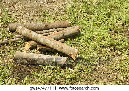 High angle view of the logs on the grass View Large Photo Image Stock Image - High angle view of the logs on the grass. Fotosearch