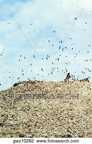 Low angle view of birds flying over a garbage heap View Large Photo Image Stock Image - Low angle view of birds flying over a garbage heap. Fotosearch