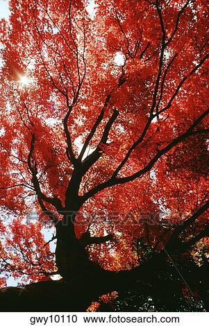 Stock Image - Low angle view of maple trees, Kyoto, Japan. Fotosearch