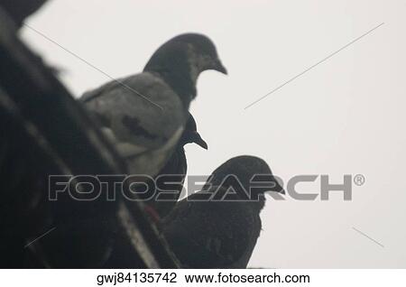 Low angle view of three pigeons perching on a roof View Large Photo Image Stock Image - Low angle view of three pigeons perching on a roof. Fotosearch