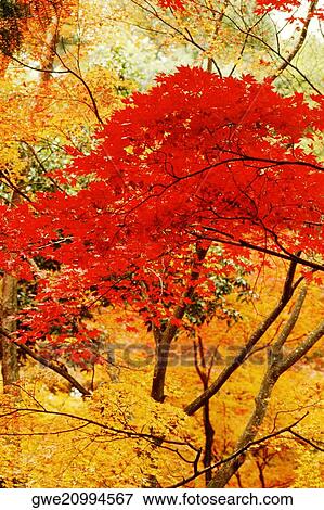 Low angle view of trees View Large Photo Image Stock Photo - Low angle view of trees. Fotosearch