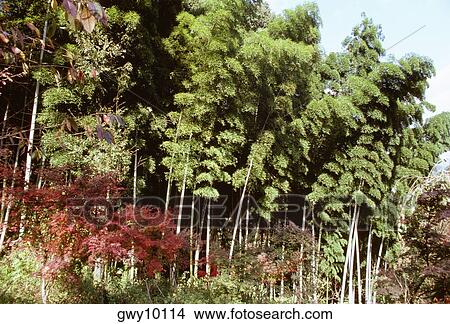 Low angle view of trees, Tenryuji Temple, Kyoto, Japan View Large Photo Image Picture - Low angle view of trees, Tenryuji Temple, Kyoto, Japan. Fotosearch