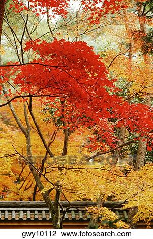 Lush foliage on maple trees, Kinkakuji Temple, Kyoto, Japan View Large Photo Image Stock Image - Lush foliage on maple trees, Kinkakuji Temple, Kyoto, Japan. Fotosearch