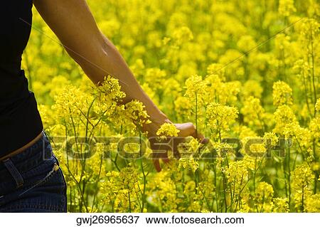 Mid section view of a young woman touching flowers View Large Photo Image Stock Photo - Mid section view of a young woman touching flowers. Fotosearch