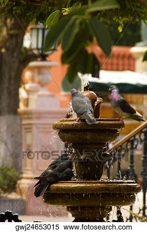 Pigeons on a fountain, Mexico View Large Photo Image Stock Photography - Pigeons on a fountain, Mexico. Fotosearch
