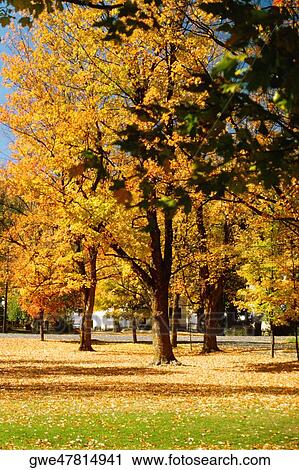 Stock Image - Trees in a park, Chelsea, Vermont, USA. Fotosearch