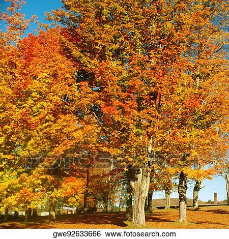 Trees in a park, Lunenburg, Vermont, USA View Large Photo Image Stock Photograph - Trees in a park, Lunenburg, Vermont, USA. Fotosearch