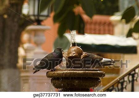 Two pigeons perching on a fountain, Mexico View Large Photo Image Stock Image - Two pigeons perching on a fountain, Mexico. Fotosearch