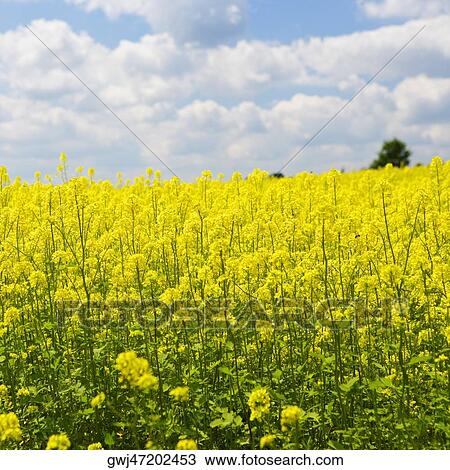 Yellow flowers in a field, Czech Republic View Large Photo Image Stock Image - Yellow flowers in a field, Czech Republic. Fotosearch