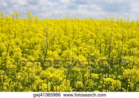 Yellow flowers in a field, Czech Republic View Large Photo Image Stock Photograph - Yellow flowers in a field, Czech Republic. Fotosearch