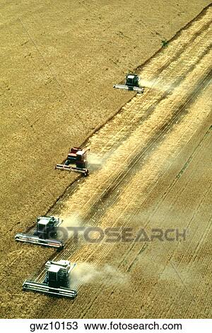 Aerial view of combines harvest wheat near Colorado View Large Photo Image Stock Image - Aerial view of combines harvest wheat near Colorado. Fotosearch