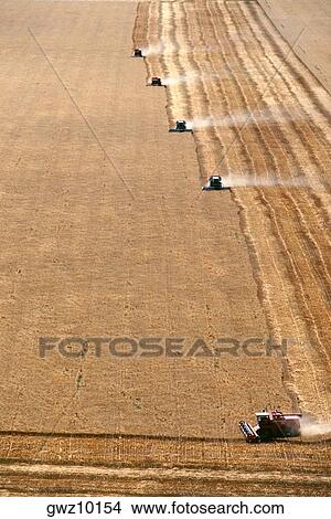 Aerial view of wheat harvest and combines in a background, Burlington, Colorado View Large Photo Image Picture - Aerial view of wheat harvest and combines in a background, Burlington, Colorado. Fotosearch