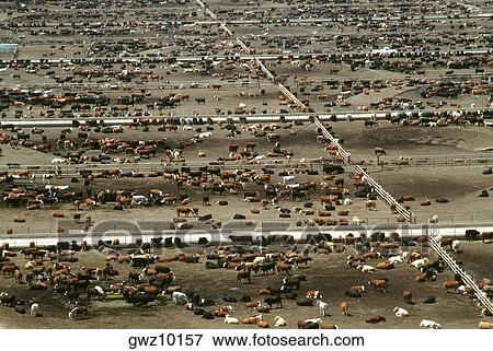Aerial view of World’s largest cattle feedlot (120, 000 head). Monfort beef, CO View Large Photo Image Stock Photo - Aerial view of World’s largest cattle feedlot (120, 000 head). Monfort beef, CO. Fotosearch