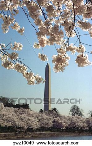 Cherry blossom trees along a river, Washington Monument, Washington DC, USA View Large Photo Image Stock Photo - Cherry blossom trees along a river, Washington Monument, Washington DC, USA. Fotosearch