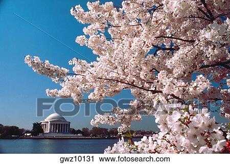 Stock Image - Close-up of a cherry blossom tree, Jefferson Memorial, Washington DC, USA. Fotosearch