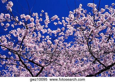 Stock Photography - Close-up of a cherry blossom tree, Washington DC, USA. Fotosearch