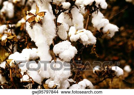 Close-up of a cotton plant View Large Photo Image Picture - Close-up of a cotton plant. Fotosearch
