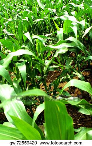 Close-up of a crop on a field View Large Photo Image Stock Image - Close-up of a crop on a field. Fotosearch