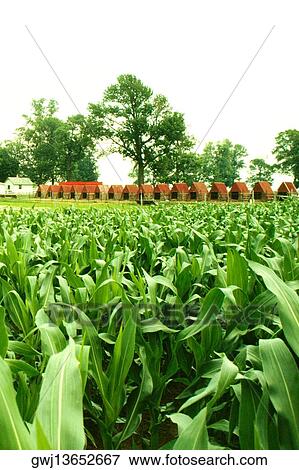 Close-up of a crop on a field View Large Photo Image Stock Photo - Close-up of a crop on a field. Fotosearch