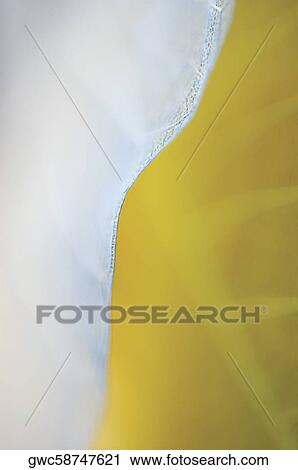 Close-up of a dried leaf View Large Photo Image Stock Image - Close-up of a dried leaf. Fotosearch