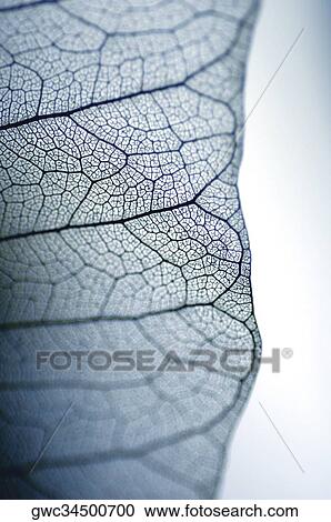 Stock Image - Close-up of a dried pipal leaf vein. Fotosearch