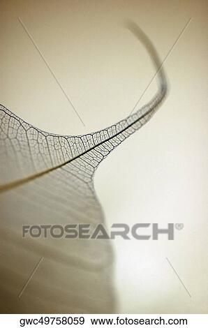 Stock Photo - Close-up of a dried pipal leaf vein. Fotosearch
