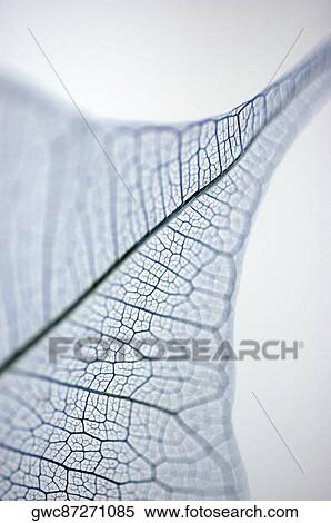 Stock Photography - Close-up of a dried pipal leaf vein. Fotosearch