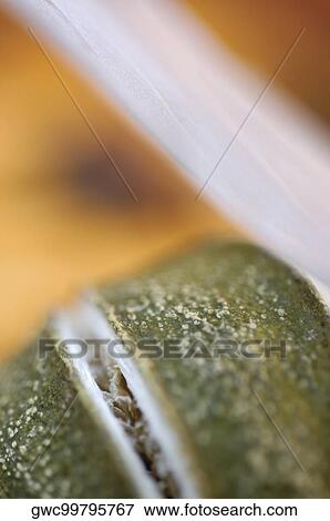 Close-up of a dry fruit View Large Photo Image Stock Photo - Close-up of a dry fruit. Fotosearch