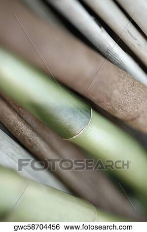 Stock Photograph - Close-up of bamboo shoots. Fotosearch