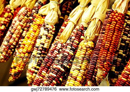 Close-up of corn hanging View Large Photo Image Stock Photograph - Close-up of corn hanging. Fotosearch