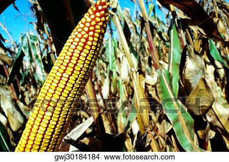 Close-up of corn on a field View Large Photo Image Picture - Close-up of corn on a field. Fotosearch