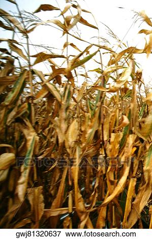Close-up of corn on a field View Large Photo Image Stock Photo - Close-up of corn on a field. Fotosearch