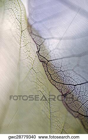 Close-up of dried leaves View Large Photo Image Stock Image - Close-up of dried leaves. Fotosearch