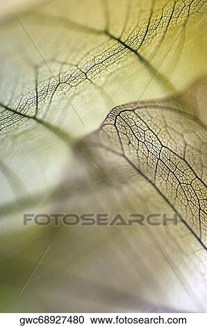 Close-up of dried leaves View Large Photo Image Stock Image - Close-up of dried leaves. Fotosearch