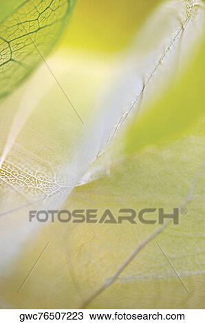 Close-up of dried leaves View Large Photo Image Stock Image - Close-up of dried leaves. Fotosearch